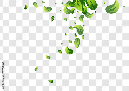 Grassy Leaf Falling Vector Transparent Background