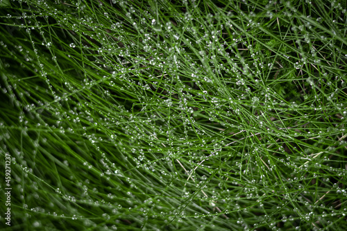 Water drops on green grass. Background with copyspace. 