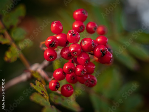Close-up of a mountain ash red fruits on the tree. Autumnal colours. Blurred background.