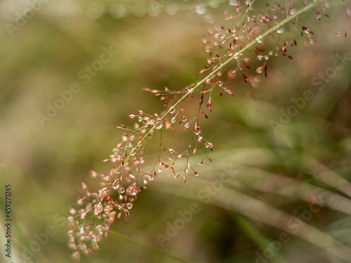 Water drops on a smooth meadow-grass (Poa pratensis) flower head. Autumnal colours. 