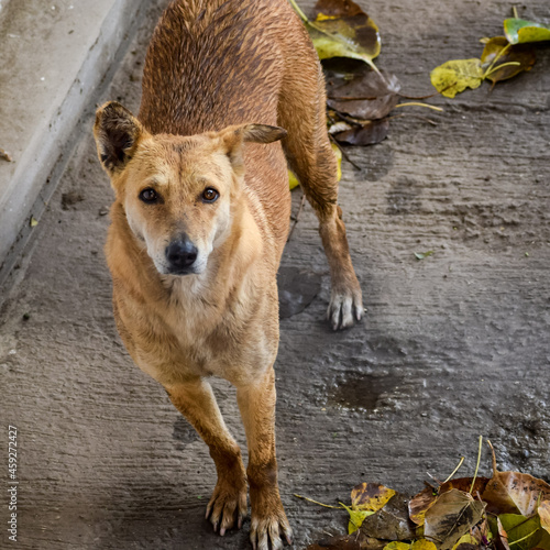 Street dog searching for some amazing food, Dog in old delhi area Chandni Chowk in New Delhi, India, Delhi Street Photography, Street Dog looking for food photo