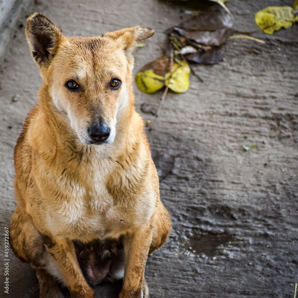 Street dog searching for some amazing food, Dog in old delhi area Chandni Chowk in New Delhi, India, Delhi Street Photography, Street Dog looking for food