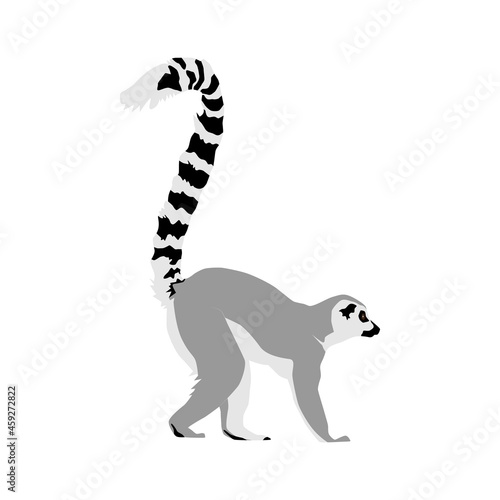 Abstract modern illustration of Ring-tailed lemur (Lemur catta) from side with tail up, Trendy artistic vector design isolated on white background photo