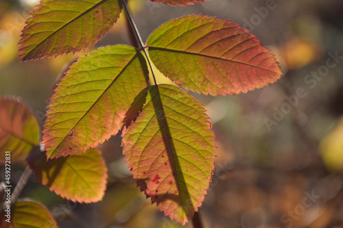 Yellow leaves of plant in autumn park in sunlight