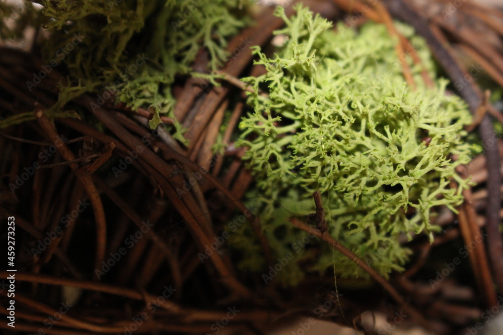 moss on the tree moss on the tree