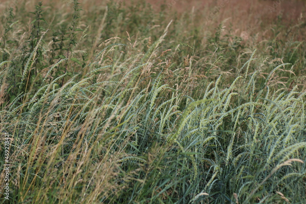 grass in a field grass in a field
