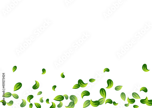 Olive Greens Tea Vector White Background Branch.
