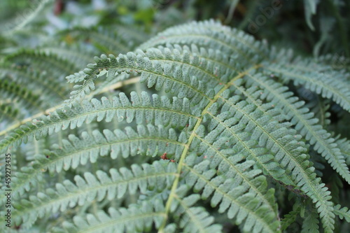 Wallpaper Mural fern in the forest Torontodigital.ca