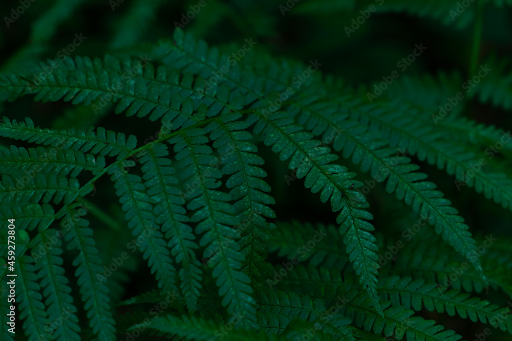 fern in a dark forest, common fern fern in a dark forest, common fern