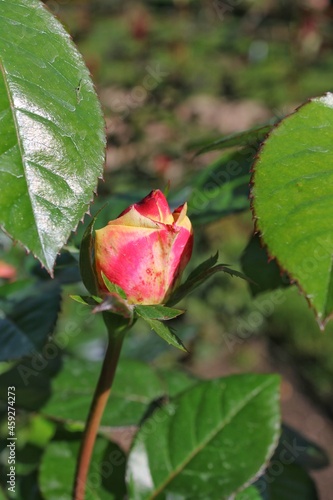 red rose in garden