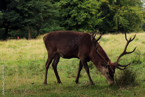 deer in the field