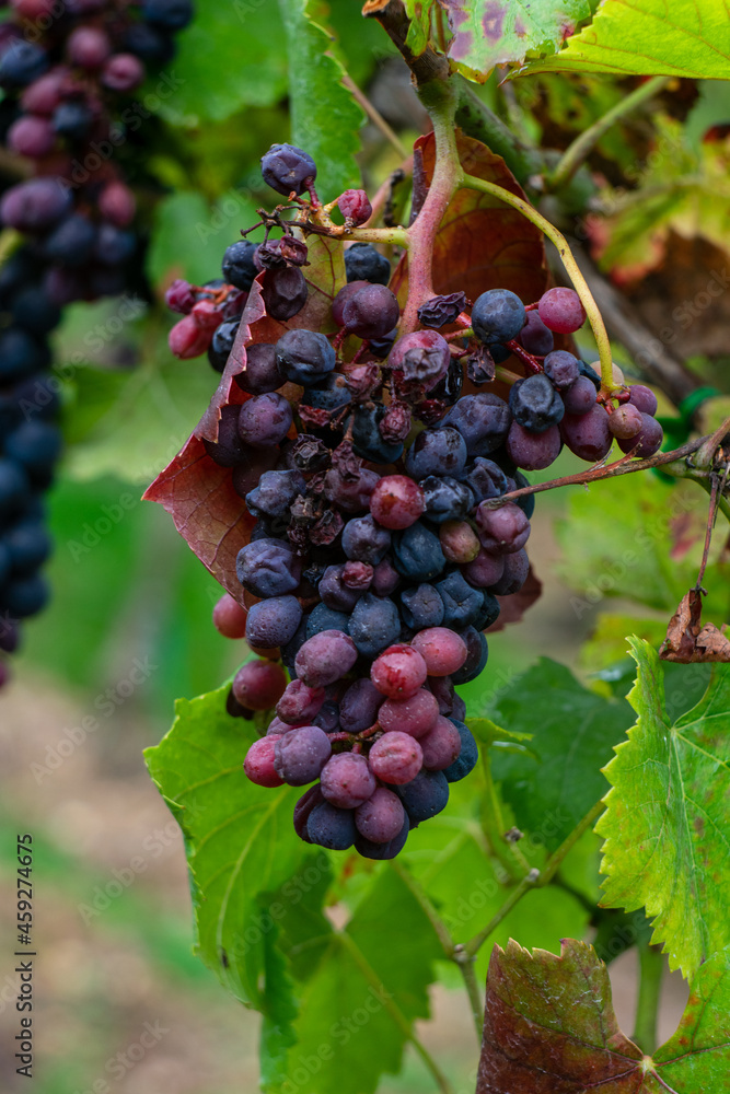 red grapes on vine, red wine grapes, bunch of grapes
