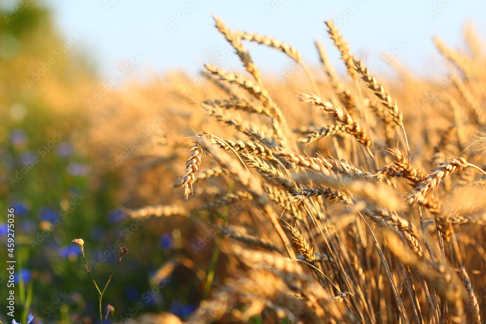 Obraz premium Golden field with ripe cereals