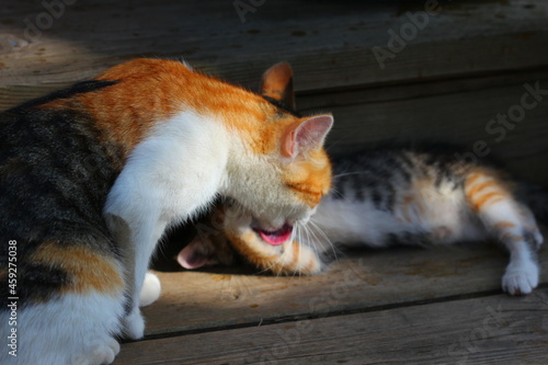 Cat mom licks her kitten