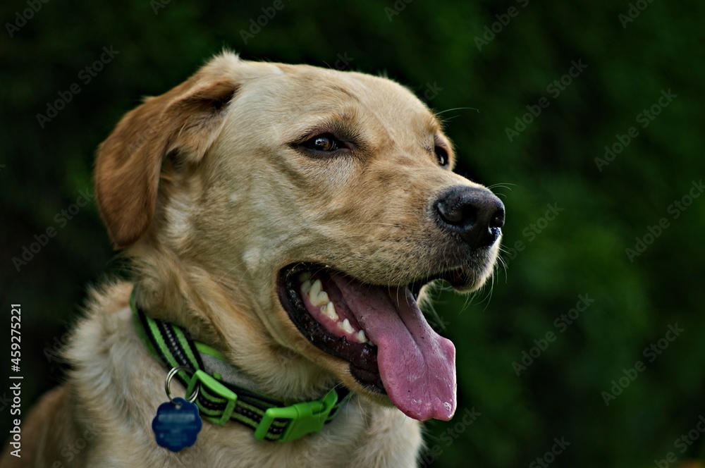 Pies leżący, labrador z piłką, zieloną obrożą, z brązowymi oczami.