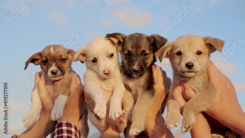 Fototapeta Naklejka Na Ścianę i Meble -  People's hands hold cute little puppies in a park opposite the blue sky. Four small dogs in the hands of people. Walking the street with the dog. Young women and dogs play together outdoors. Pets