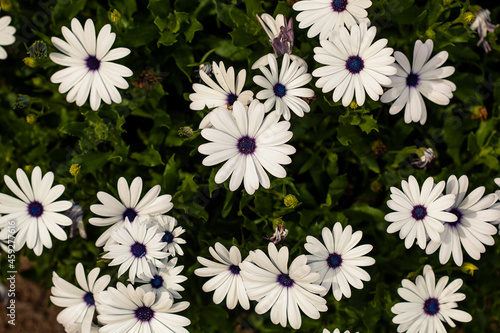 Vibrant display of giant daisy plants. Ox-eye daisies in full bloom. Beautiful white petals with contrasting yellow centres photo