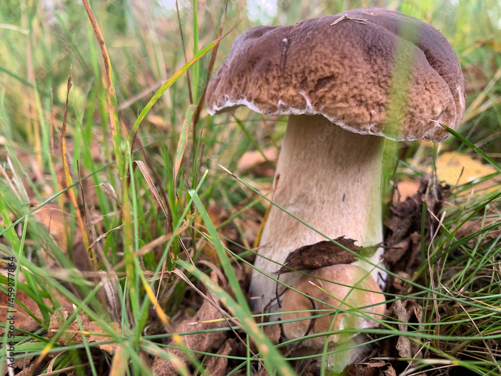 Cep, white mushroom or boletus - with brown cap one in the forest Cep, white mushroom or boletus - with brown cap one in the forest