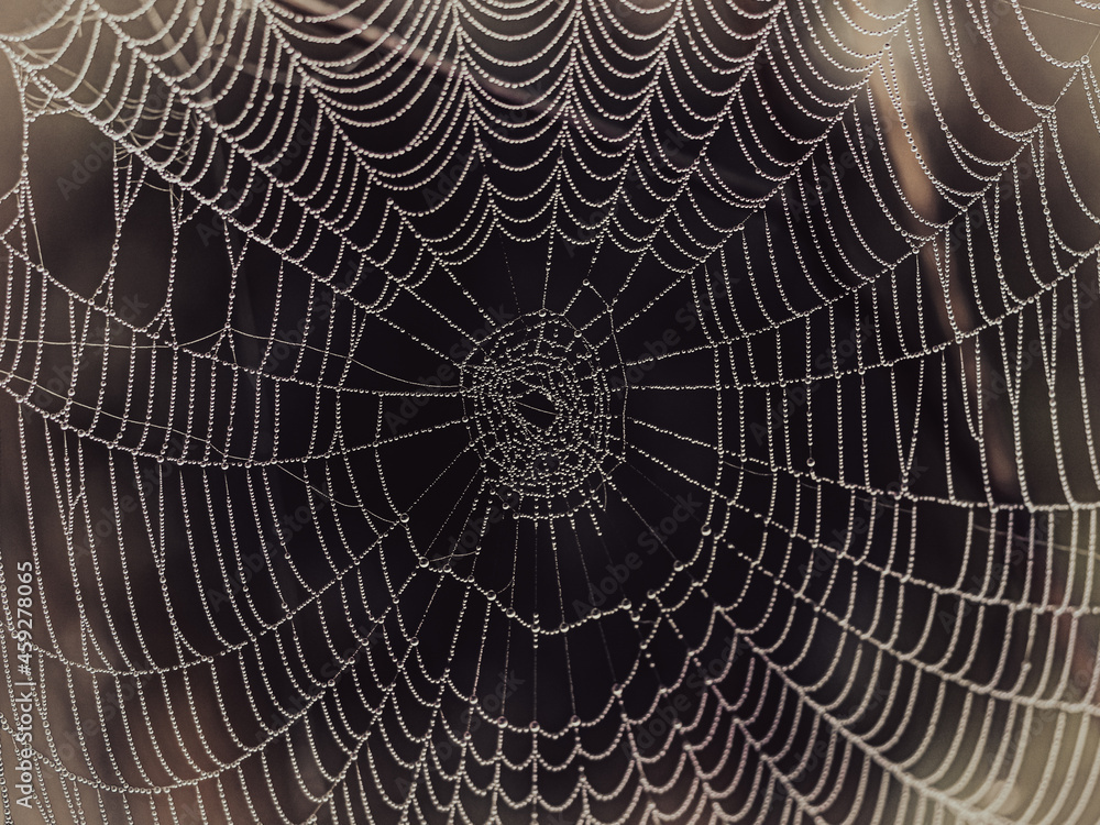 Unfinished spider web covered with dew drops in fog. Shallow depth of field. Halloween background