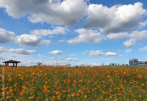 field of poppies