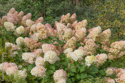 Hydrangea paniculata silver dollar, suitable for small gardens a shrub producing white and flushed pink flowers with a slight fragrance 
