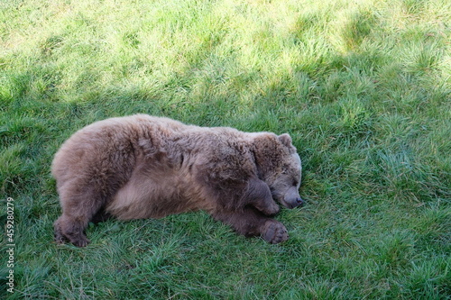 Sleeping brown bear