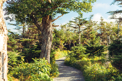 Fototapeta Naklejka Na Ścianę i Meble -  Pathway in the forest in Cape Breton Highlands National Park, Cabot trail, Nova Scotia, Canada