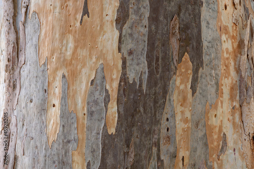Texture of mature eucalyptus tree trunk photo