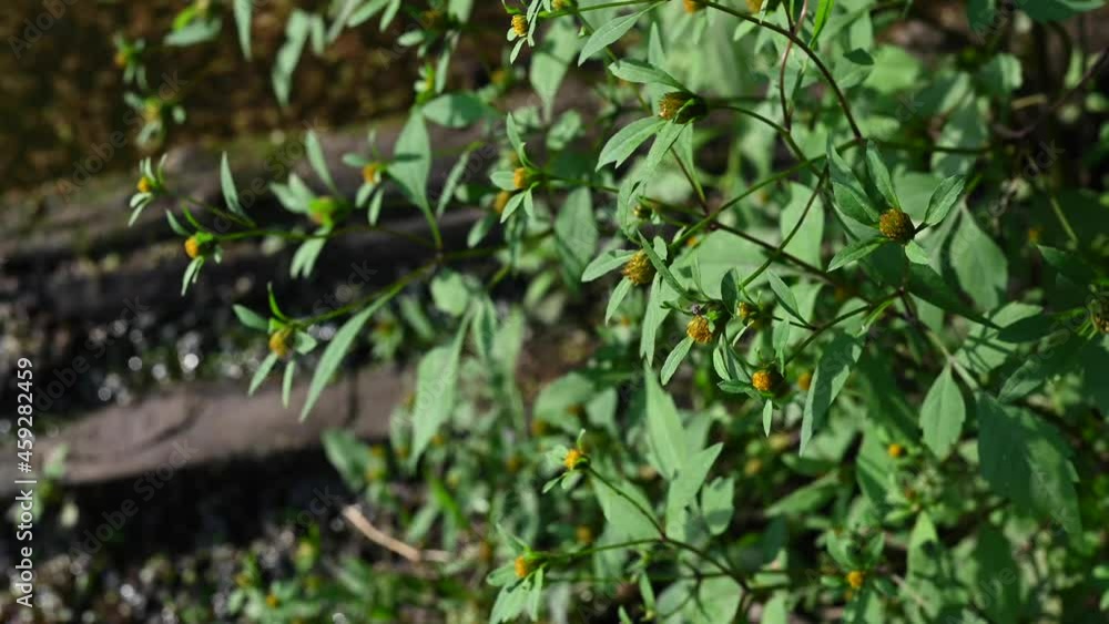 Bidens tripartita on the background of a pond with duckweed. Medicinal plant. Static camera video, wind motion. High quality 4k footage Bidens tripartita on the background of a pond with duckweed. Medicinal plant. Static camera video, wind motion. High quality 4k footage