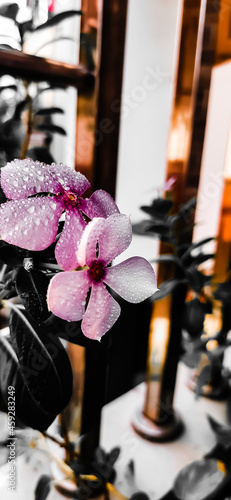  still life with flower