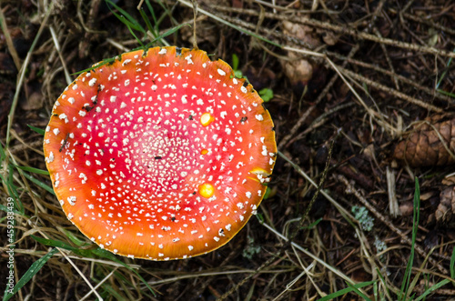 Fly agaric