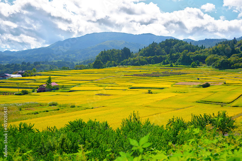 観光地、山形の棚田