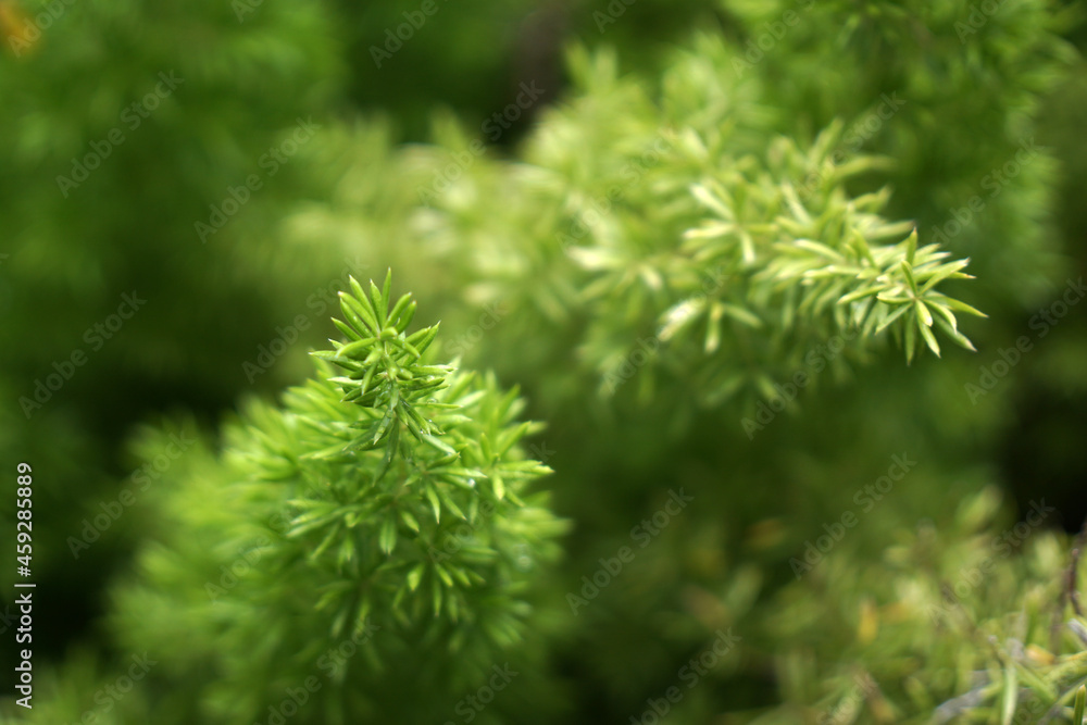Closeup pine tree - nature green color in the garden - abstract background - image Closeup pine tree - nature green color in the garden - abstract background - image