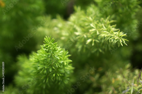 Closeup pine tree - nature green color in the garden - abstract background - image