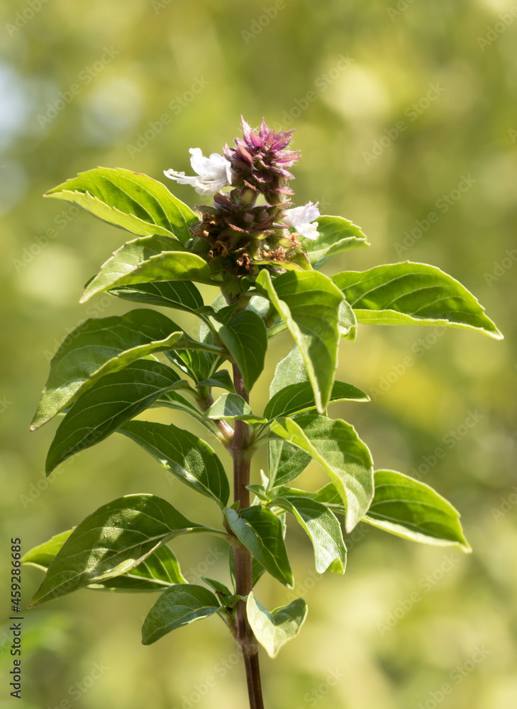 Leaves and flowers of a basil (Ocimum sp) branch Leaves and flowers of a basil (Ocimum sp) branch