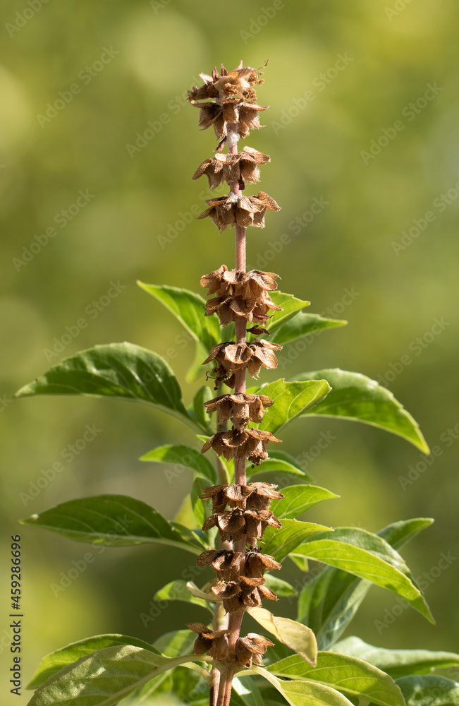 Leaves and seeds of a basil (Ocimum sp) branch Leaves and seeds of a basil (Ocimum sp) branch