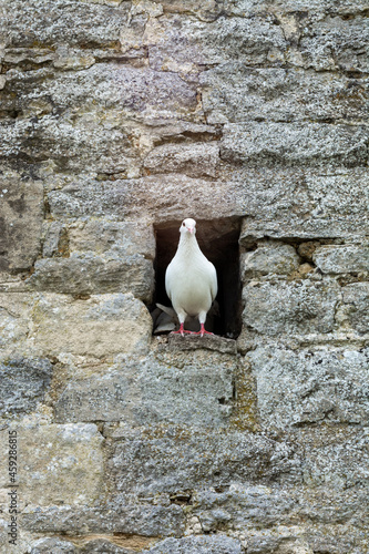 Dove at the door