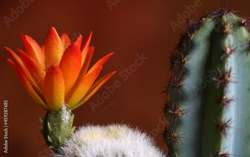 Closeup Yellow roange color of blooming cactus flower is Astrophytum asterias is a species of white thorn cactus plant with blurred background - image  Houseplant gardening interior decorate  photo