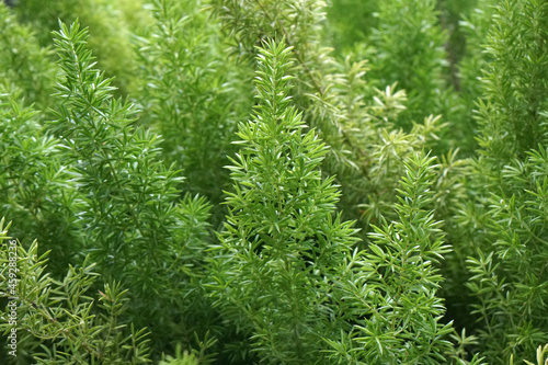 Closeup pine tree - nature green color in the garden - abstract background - image