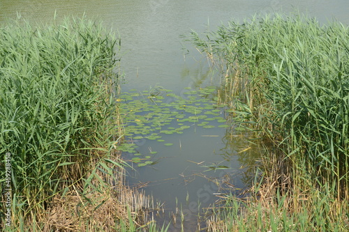 grass and water