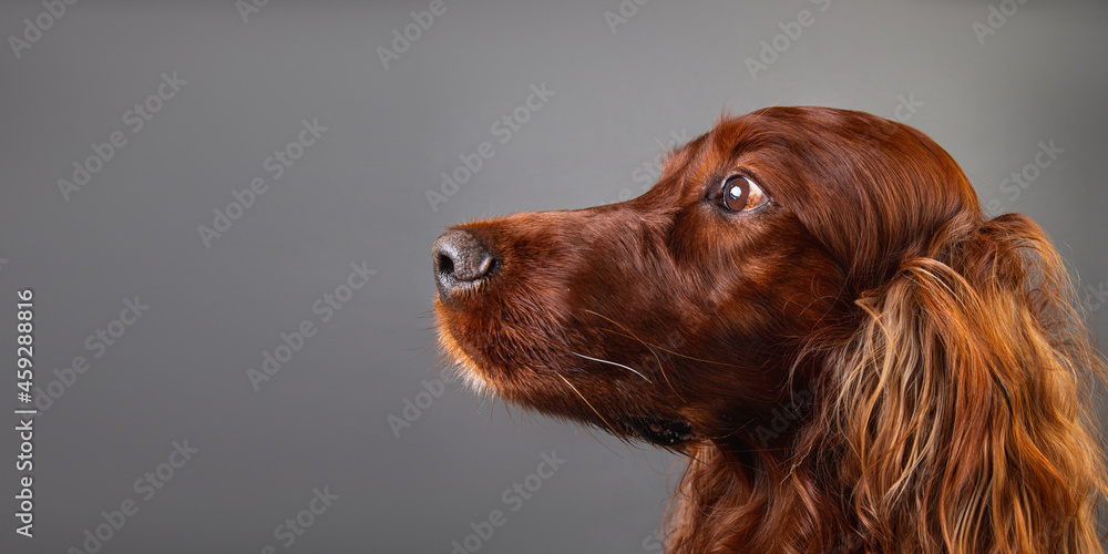 Portrait of Irish setter on black background