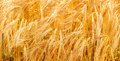 Reife Gerstenähren im Sommer in einem Getreidefeld
