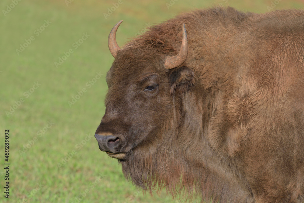 Beautiful young European bison portrait. 