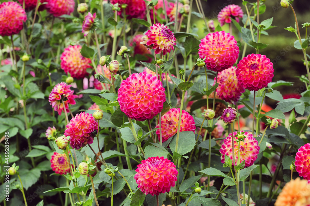 Ball dahlia 'Hapet Daydream' in flower Ball dahlia 'Hapet Daydream' in flower