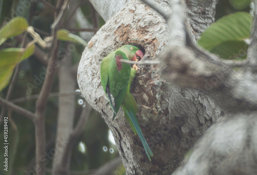 Alexandrine Parakeet