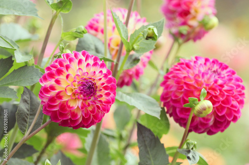 Ball dahlia 'Hapet Daydream' in flower