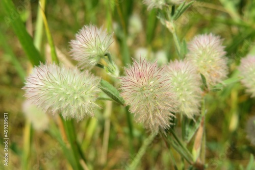 Beautiful rabbitfoot clover flowers in the meadow, closeup
