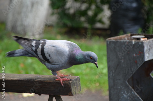 pigeon on the wall