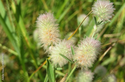 Rabbitfoot flowers in the meadow on natural grass background, closeup