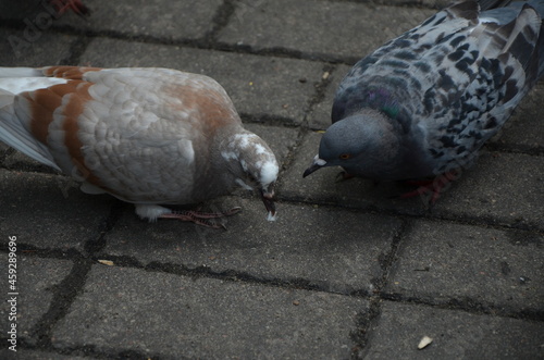 pigeons on the street